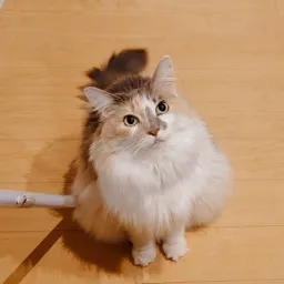 オールド